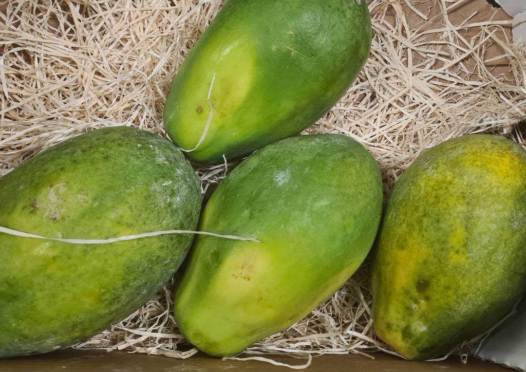 Papaya Stk. Bio