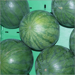 Wassermelone Stk. Bio